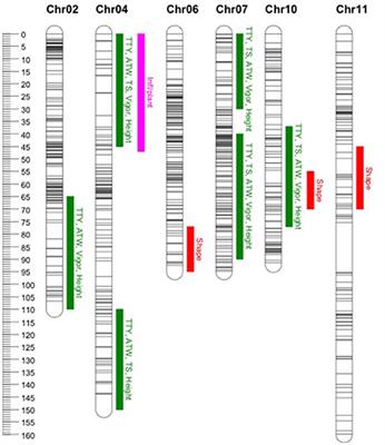 Genome Reduction in Tetraploid Potato Reveals Genetic Load, Haplotype Variation, and Loci Associated With Agronomic Traits